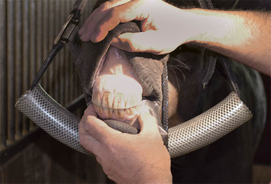 Equine Dental Halter