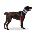 BiteNot Collar (Size 4)