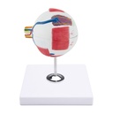 Anatomical Eye Model