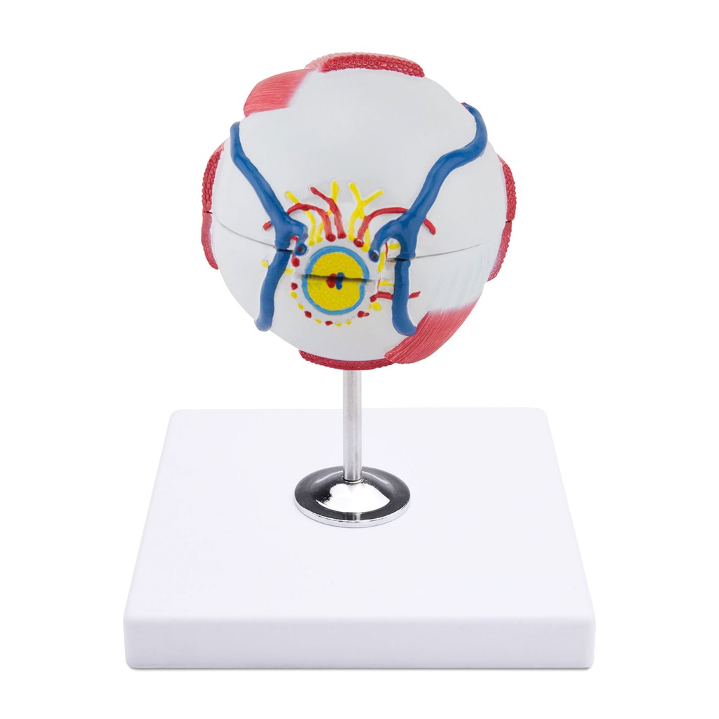 Anatomical Eye Model