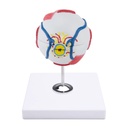Anatomical Eye Model