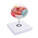 Anatomical Eye Model