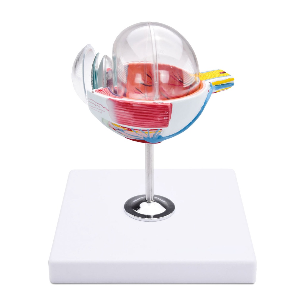 Anatomical Eye Model