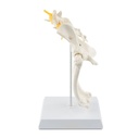 Canine Anatomic Model Pelvis Hip