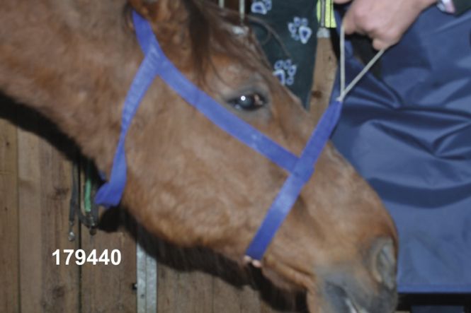 X-Ray Equine Halter