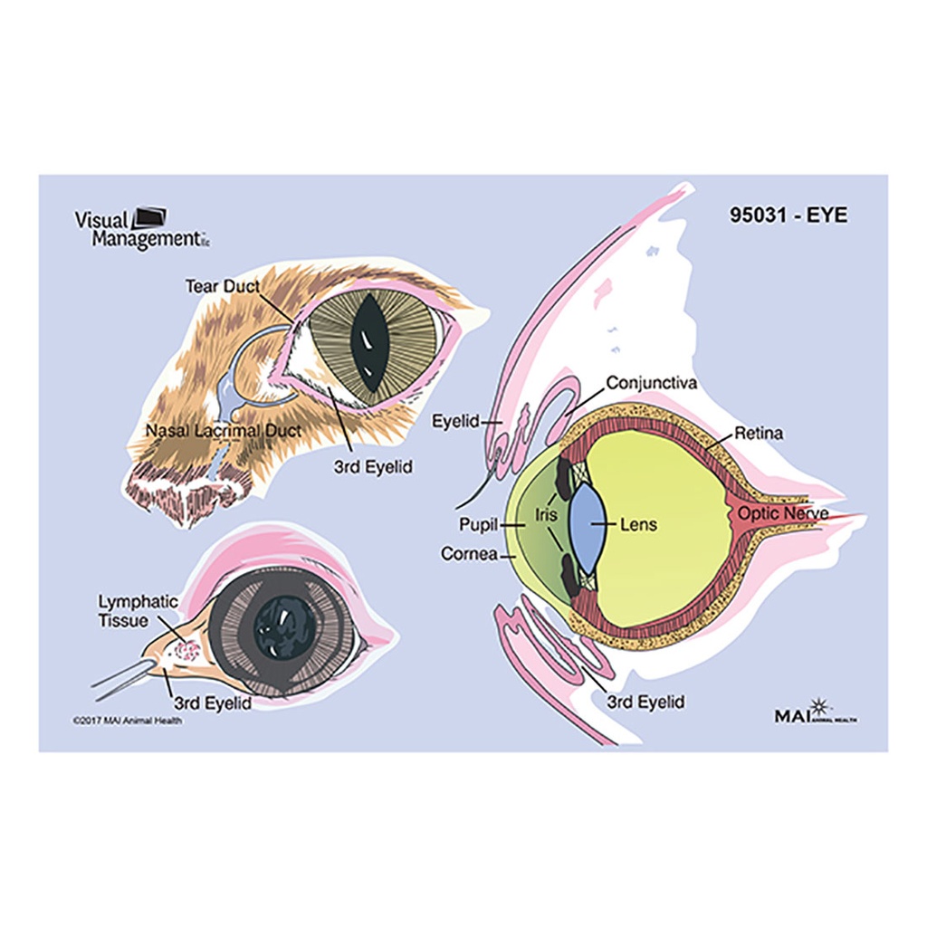 EduPad- Eye (100 per pad)
