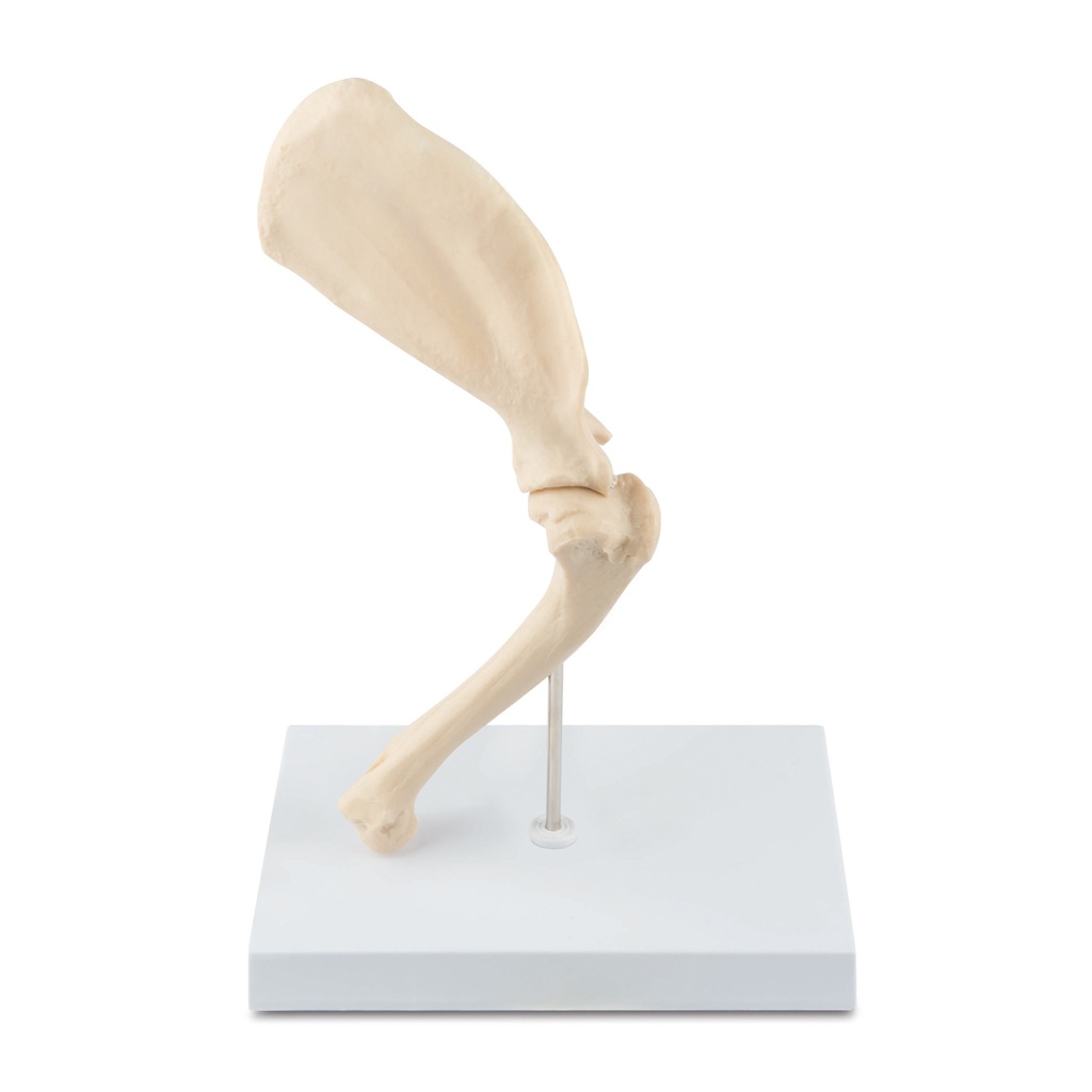 Canine Anatomic Model Shoulder