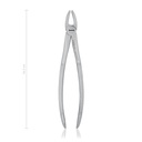 Dental Extraction Forceps (Length: 165mm, Form: Straight)
