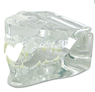 Dental Model - Cat