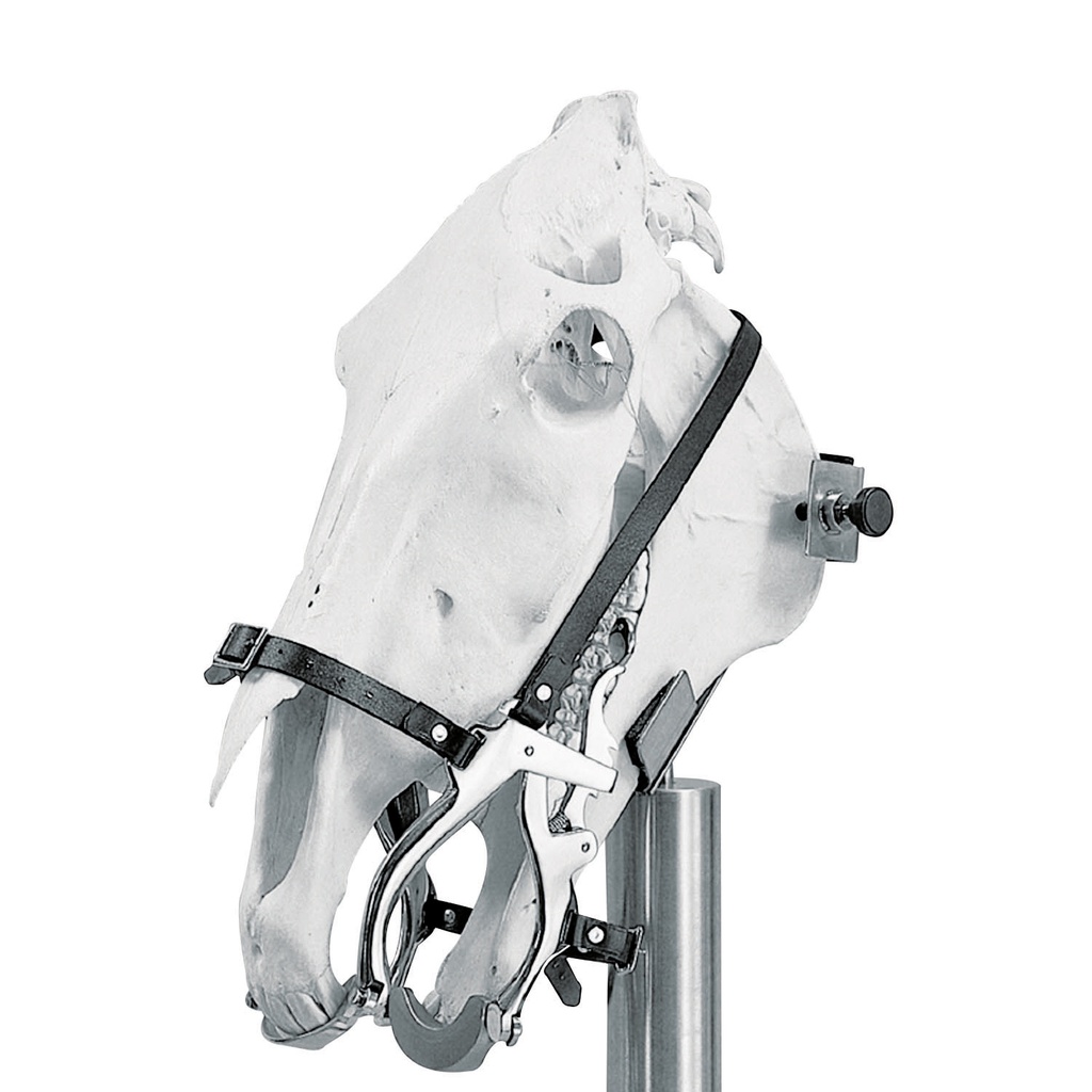 Hausmann Speculum