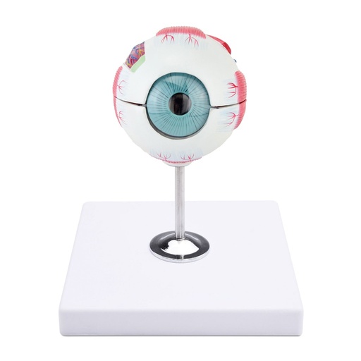 [909040] Anatomical Eye Model