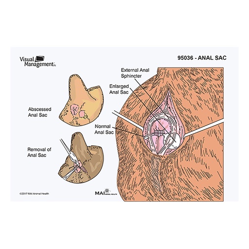 [MA10203] EduPad- Anal Sac (100 per pad)