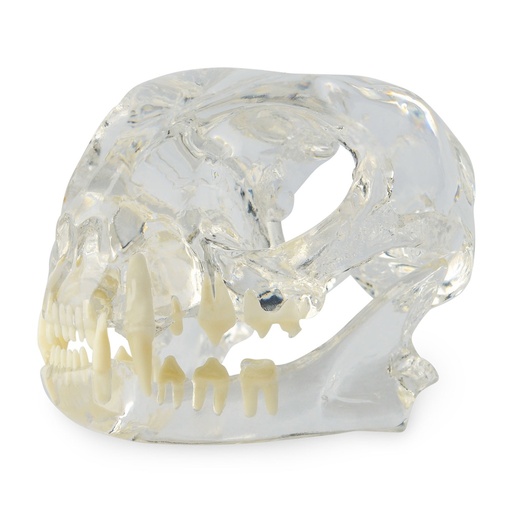 [174095] Dental Model - Cat Head Model