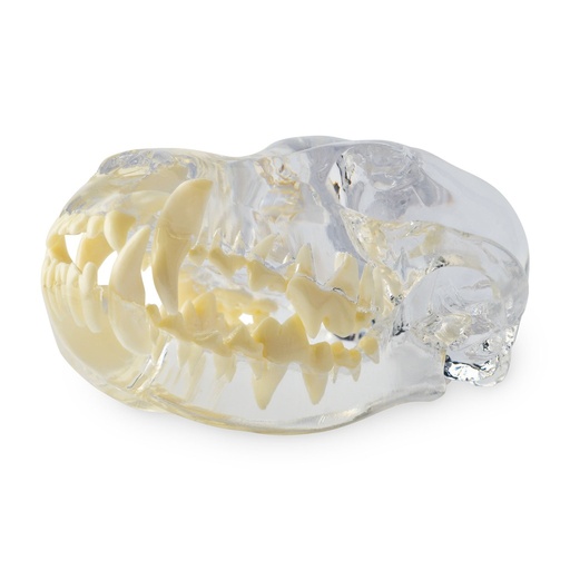 [174096] Dental Model - Dog Head Model