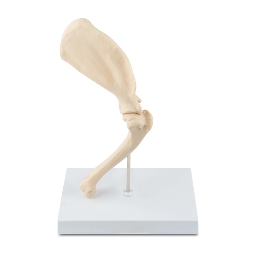 [909038] Canine Anatomic Model Shoulder