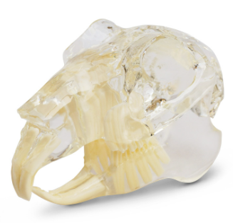 [174091] Dental Model - Rodent
