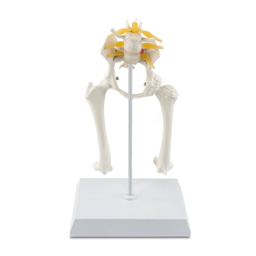 [909037] Canine Anatomic Model Pelvis Hip