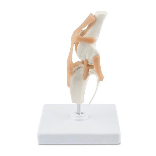 [909033] Canine Anatomic Model Stifle