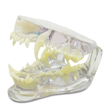 [174093] Dental Model - Dog
