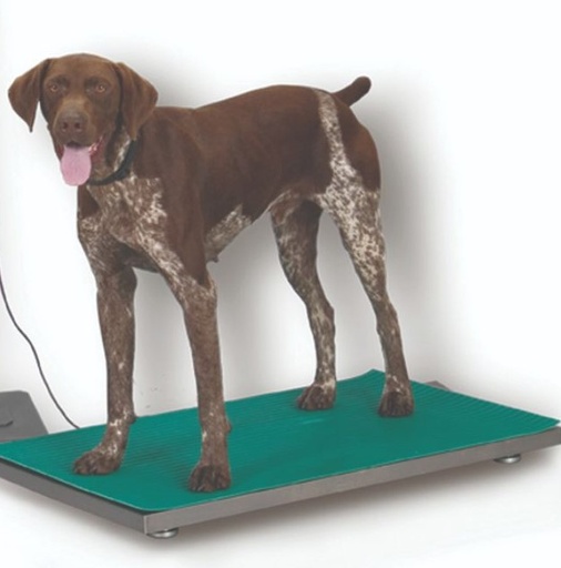[W202000] Floor Scale With Stainless Steel Top-WeighTronix