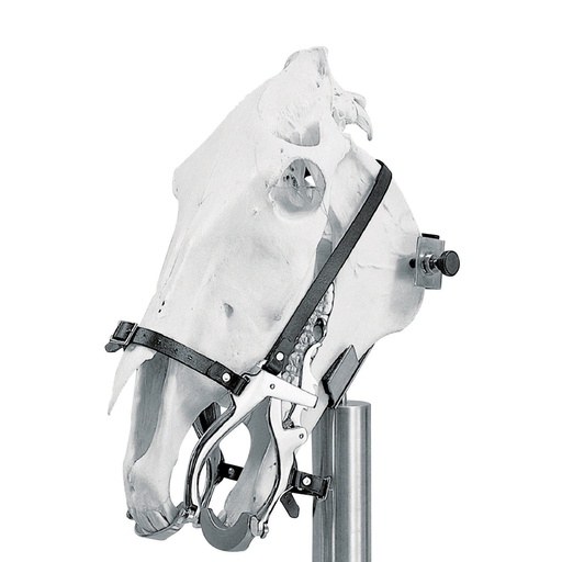 [211015] Hausmann Speculum